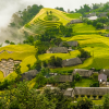 ruộng bậc thang_ du lịch Lion Trip