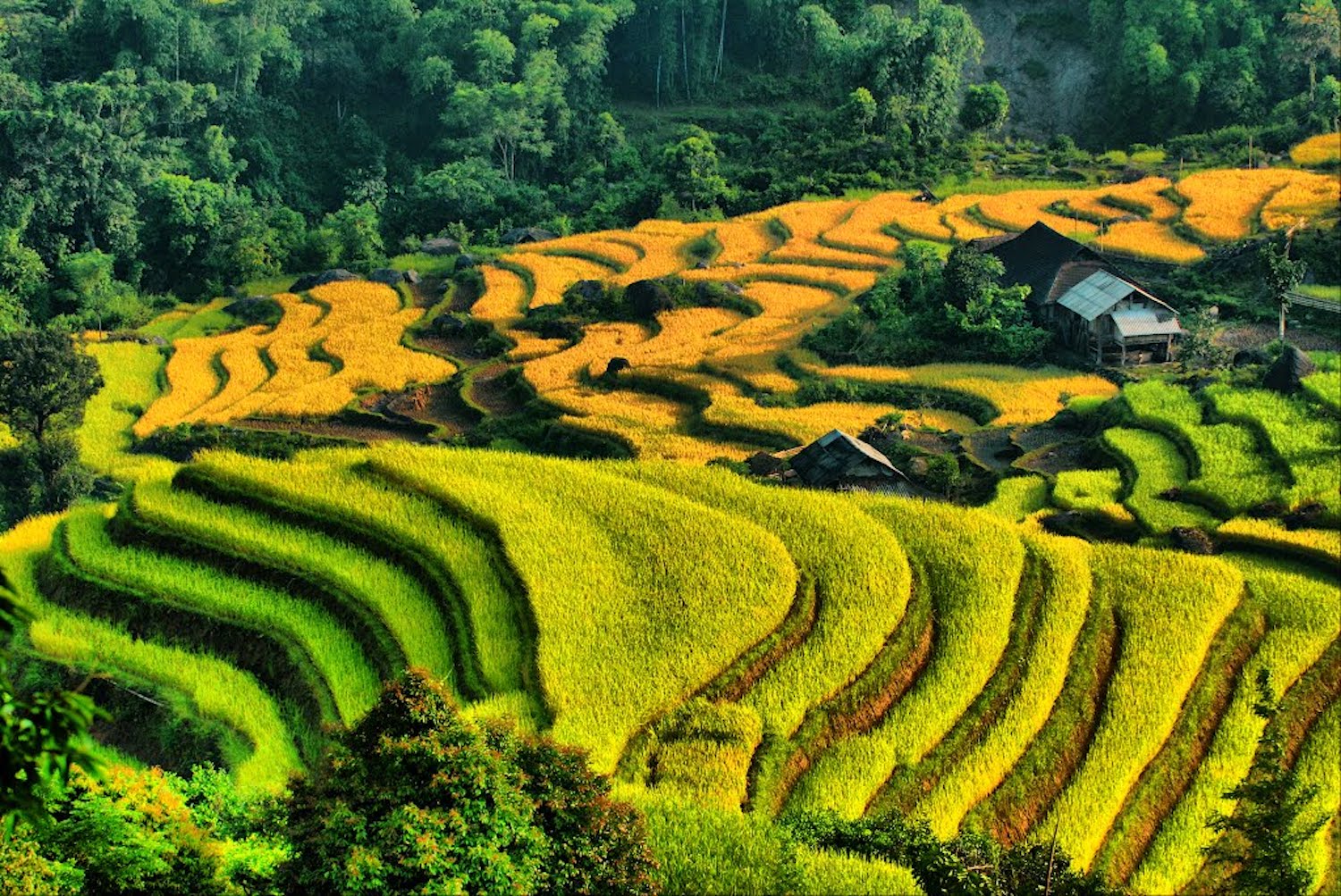 ve-nam-ty-mua-lua-chin-tai-hoang-su-phi-1-1642997241 (1)